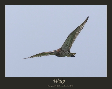 Wulp (2)