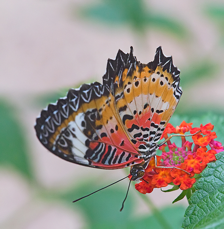 Butterfly's from Asia