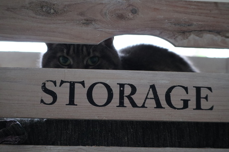The Cat storage