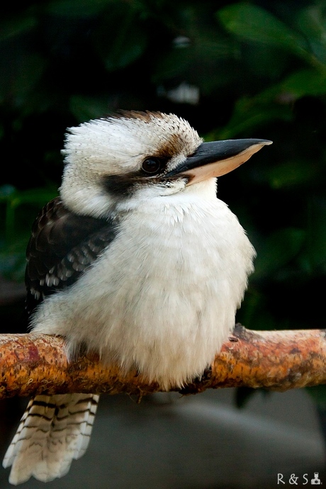 Kookaburra