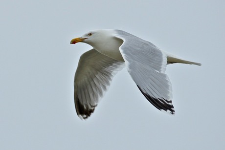 meeuw in de vlucht