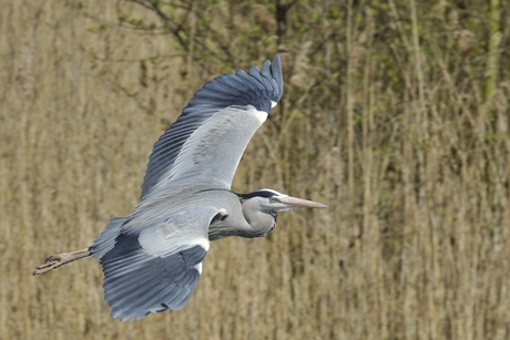 reiger in natuurpark Lelystad