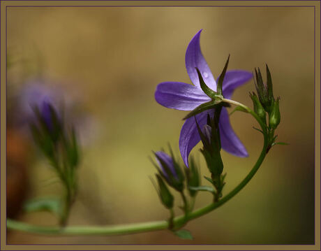 Purple flower