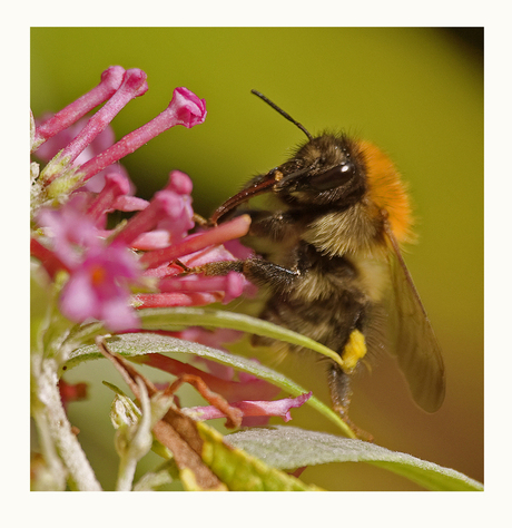 De Boomhommel