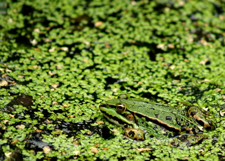 Groene kikker