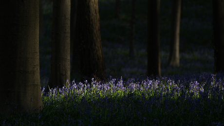 Hallerbos, lijntje