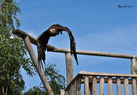 in vogel vlucht