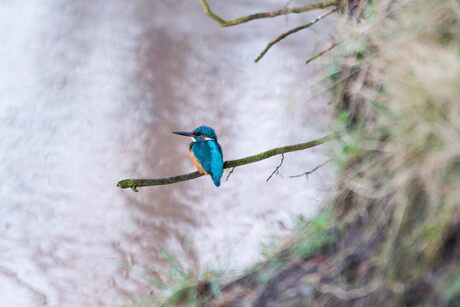 IJsvogel centrum Eindhoven