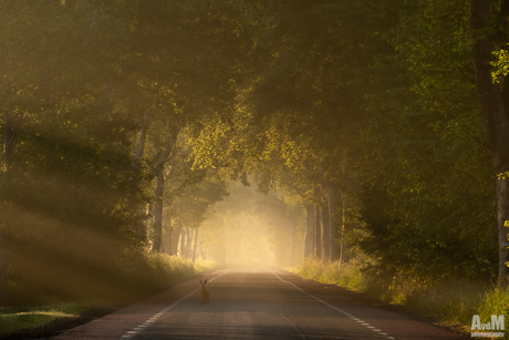 Haasje in het licht