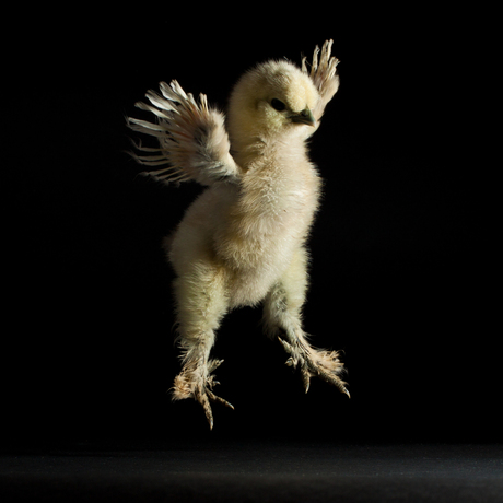 Dancing Chick