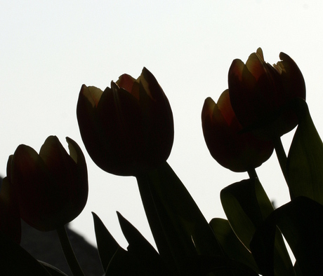 Tulpen