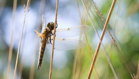 Libelle