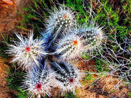 Arubaanse cactus