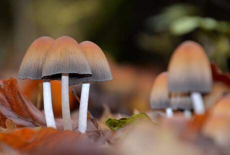 Gewone Glimmerinktzwam (Coprinus Micadus)