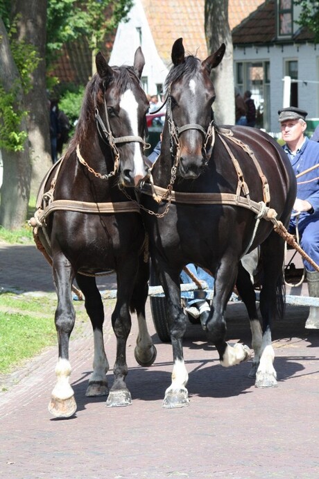 paarden