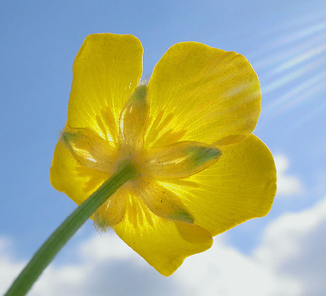 Boterbloem met zonnestralen