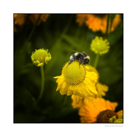 Hommel