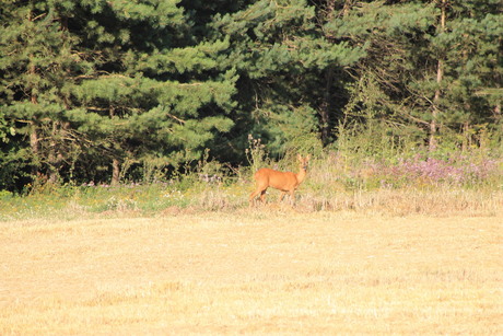 hert in de natuur