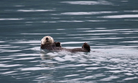 Zee otter , Alaska