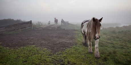 Poor lonesome horse