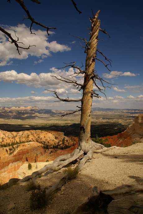 Bryce Canyon Boom