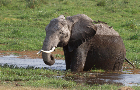 Olifant in het moeras