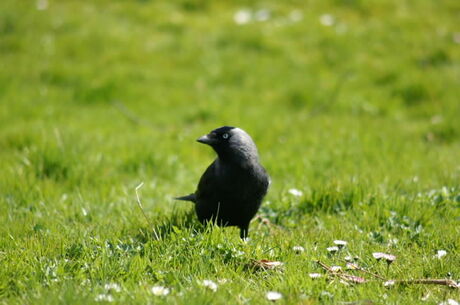 Kauw op grasveld