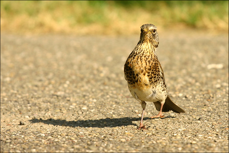 Kramsvogel