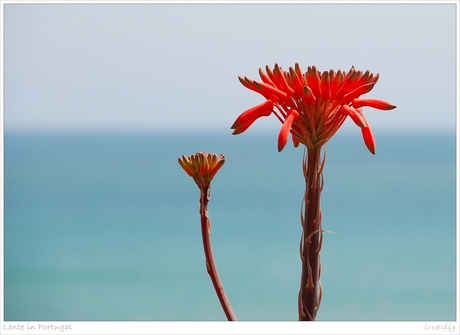 Lente in Portugal