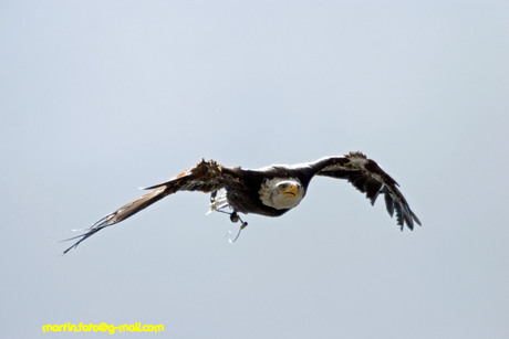 Zeearend in duikvlucht (tilburg)