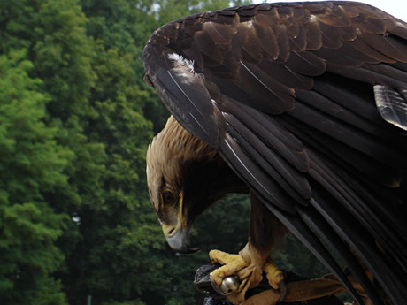 Grote vogel (hoe heet die?)