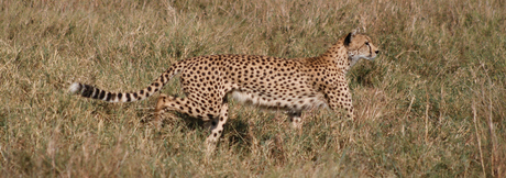 Cheetah