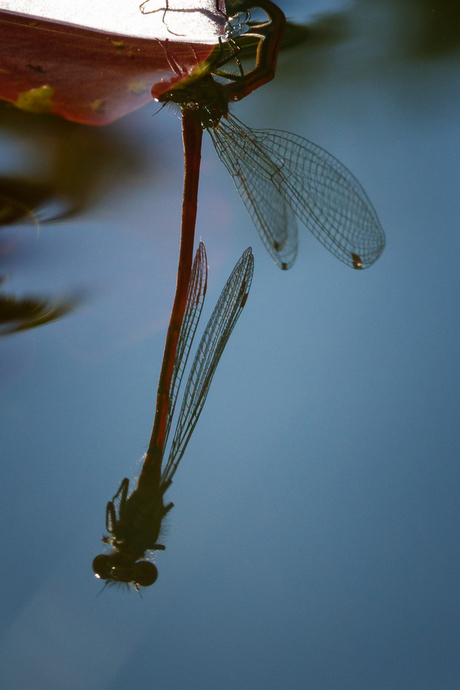 Vuurjuffers - spiegelbeeld