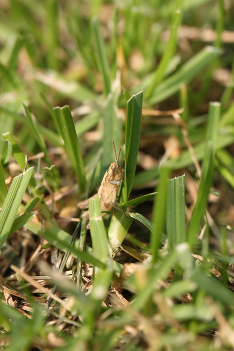 Kriebelbeest heeft kriebel