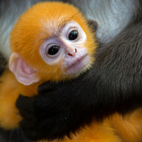 Brillangoer Burgers' Zoo