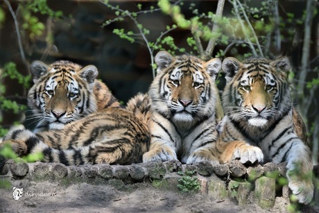 De drie van dierentuin Amersfoort.