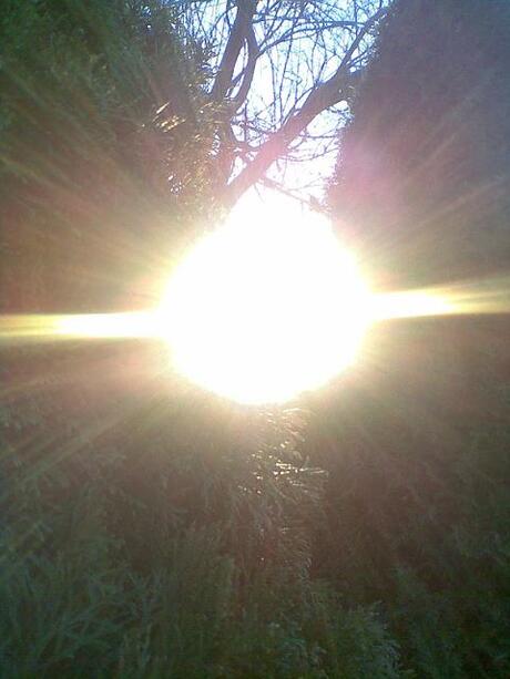 De zon tussen de bomen door.