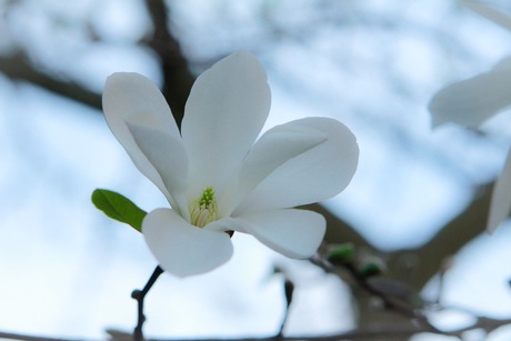 De Schoonheid van een magnolia