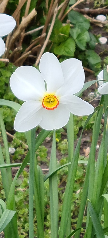 Witte narcis