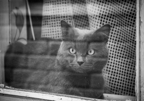 Kat op het raam