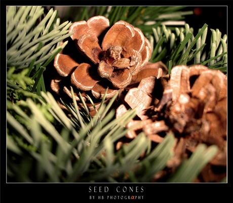 HB Seed Cones