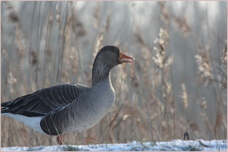 hongerige gans