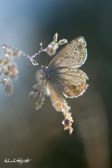 In the early morning, this butterfly is nice to warm up in the sun.