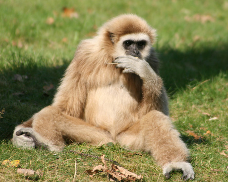 Witwanggibbon