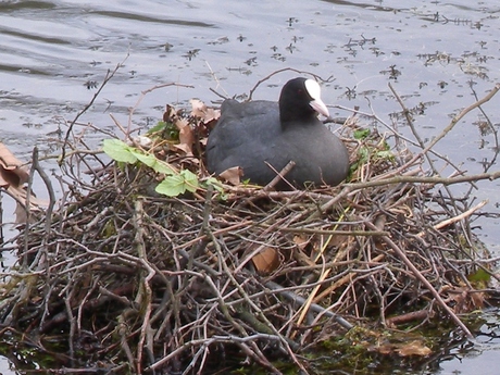 Meerkoet op haar nest