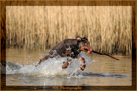 Dobermann in aktie !!