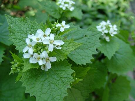 In de Tuin (1)