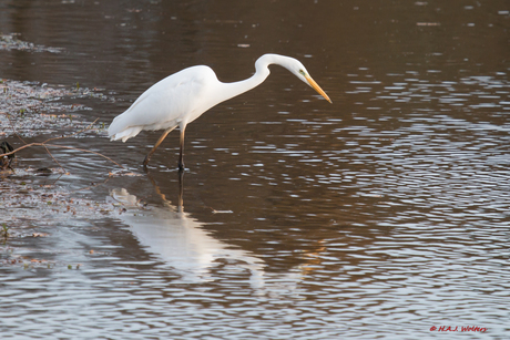 Zilverreiger