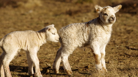 tweeling op zoek naar moeder