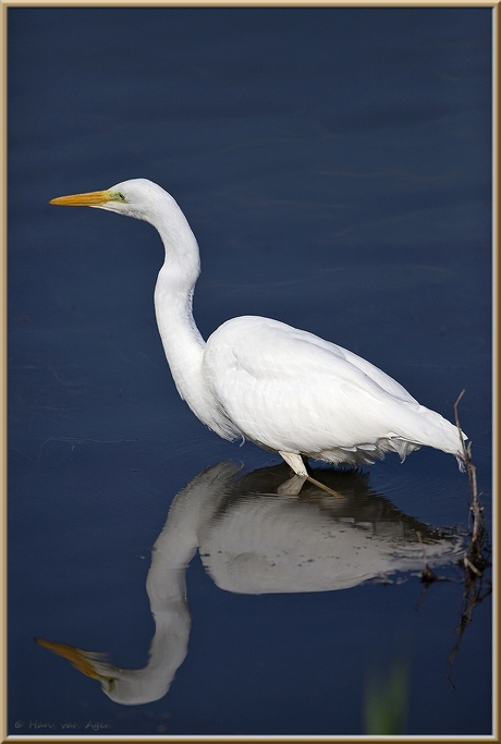 Grote Zilverreiger